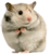 hamster