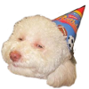 High Party Dog