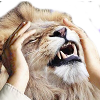 Laughing Lion