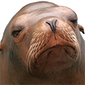 Sad Seal