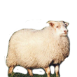 sheep