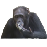 Smoking monkey