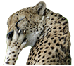 snickering cheetah