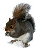 Squirrel