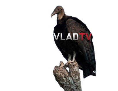 Vulture