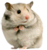 hamster :hamster: :hamster: